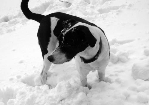 Ringo (Border Collie, Pointer) Border Collie Pointer 